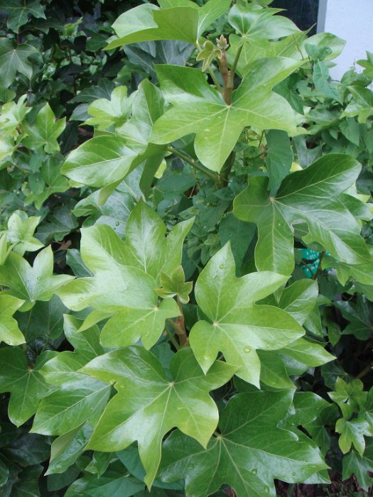 X Fasthedera lizei